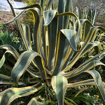 Cortijo Alhijra Big Yourte